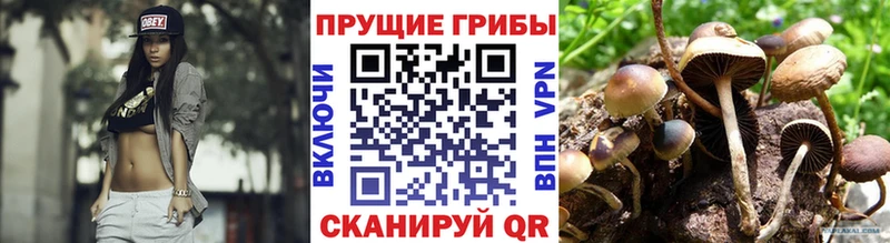 Псилоцибиновые грибы Psilocybine cubensis  kraken зеркало  Шлиссельбург 